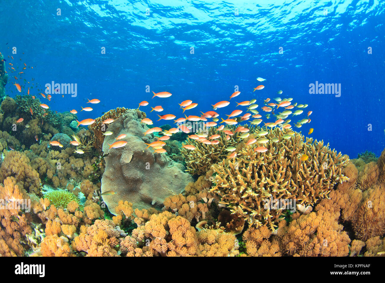 Schule anthias Fische (Pseudanthius sp. ) Unberührten flachen Hard & soft Coral Reef, Kalabahi Bay, Alor Island, Indonesien Stockfoto
