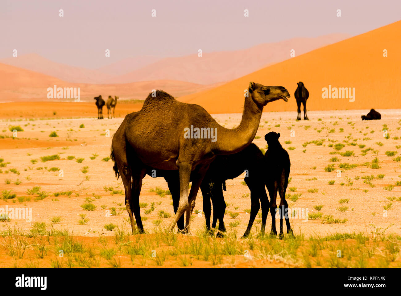 Oman Rub al Khali Wüste, Kamele (dromedare), Mutter und Kälber Stockfoto