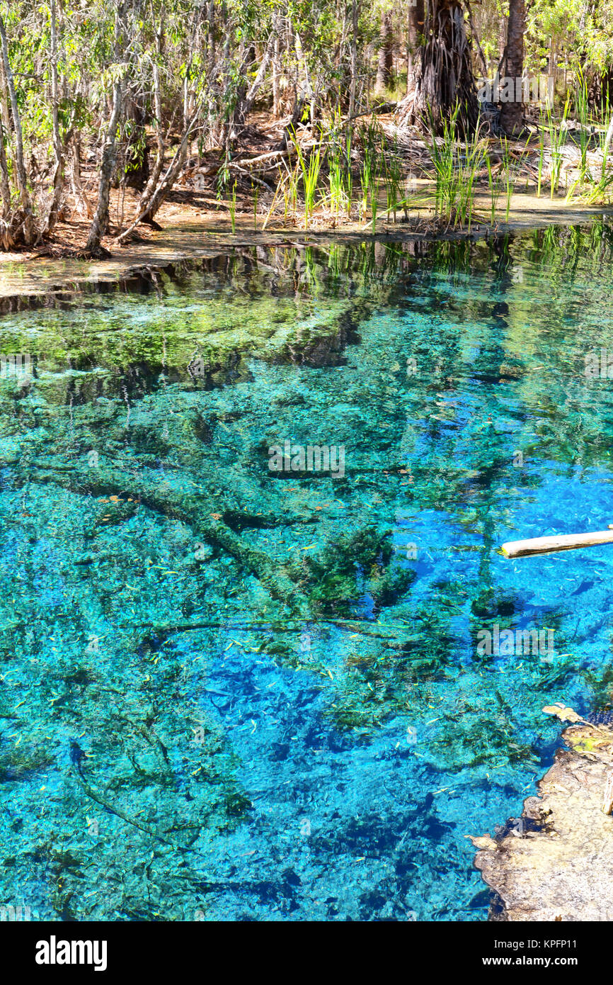 In Australien mataranka Fluss der Handfläche und den See in der Natur Stockfoto