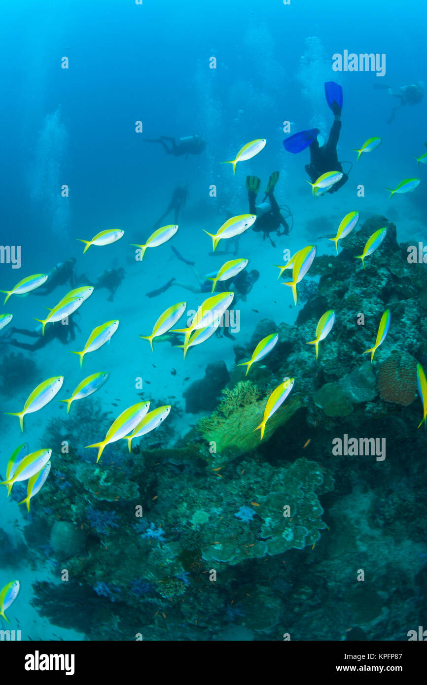 Blau und Gelb Füsiliere (Caesio teres), Tauchen in Similan Islands Underwater Park, Thailand, Südostasien Stockfoto