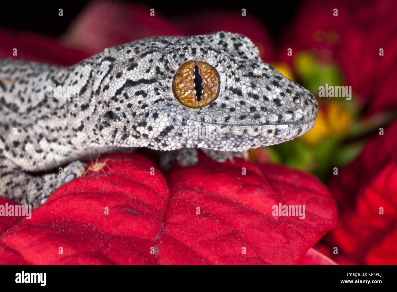 Stacheligen Schwanz Gecko (Strophurus williamsi), Australien Stockfoto