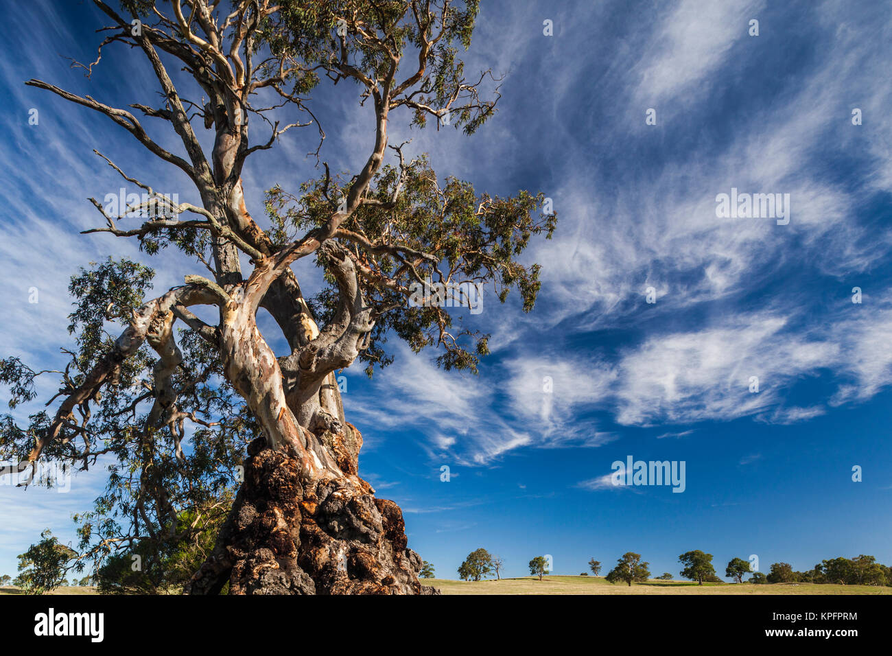 Australien, Barossa Valley, Springton, The Herbig Tree, erstes Haus des deutschen Einwanderers Friedrich Herbig, Symbol der frühen South Australian immigration Stockfoto