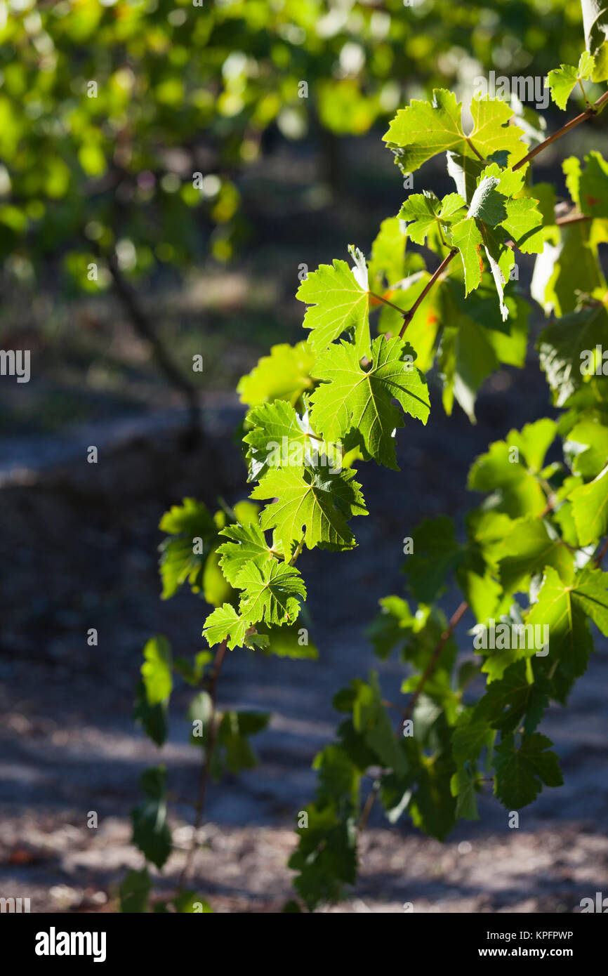 Weinberg am Morgen, Clare, Clare Valley, Australien Stockfoto