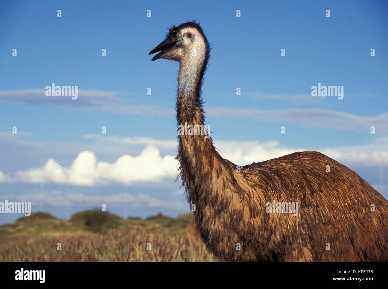 Australien, Westaustralien. Emu (Dromaius novaebollandiae), flugunfähigen Vogel Stockfoto