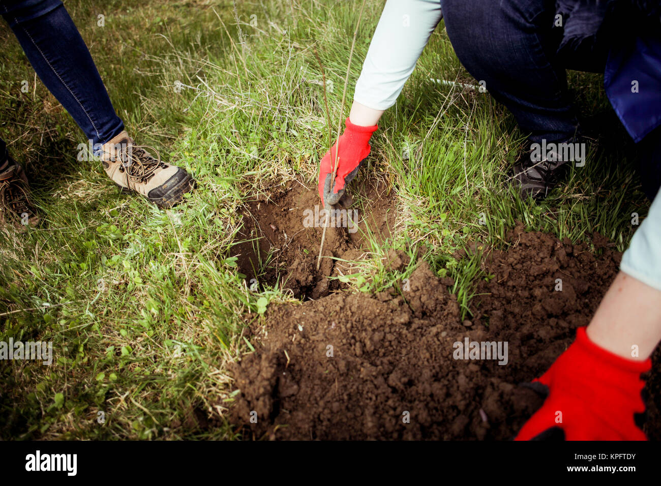 People plant trees in the ground Stockfoto