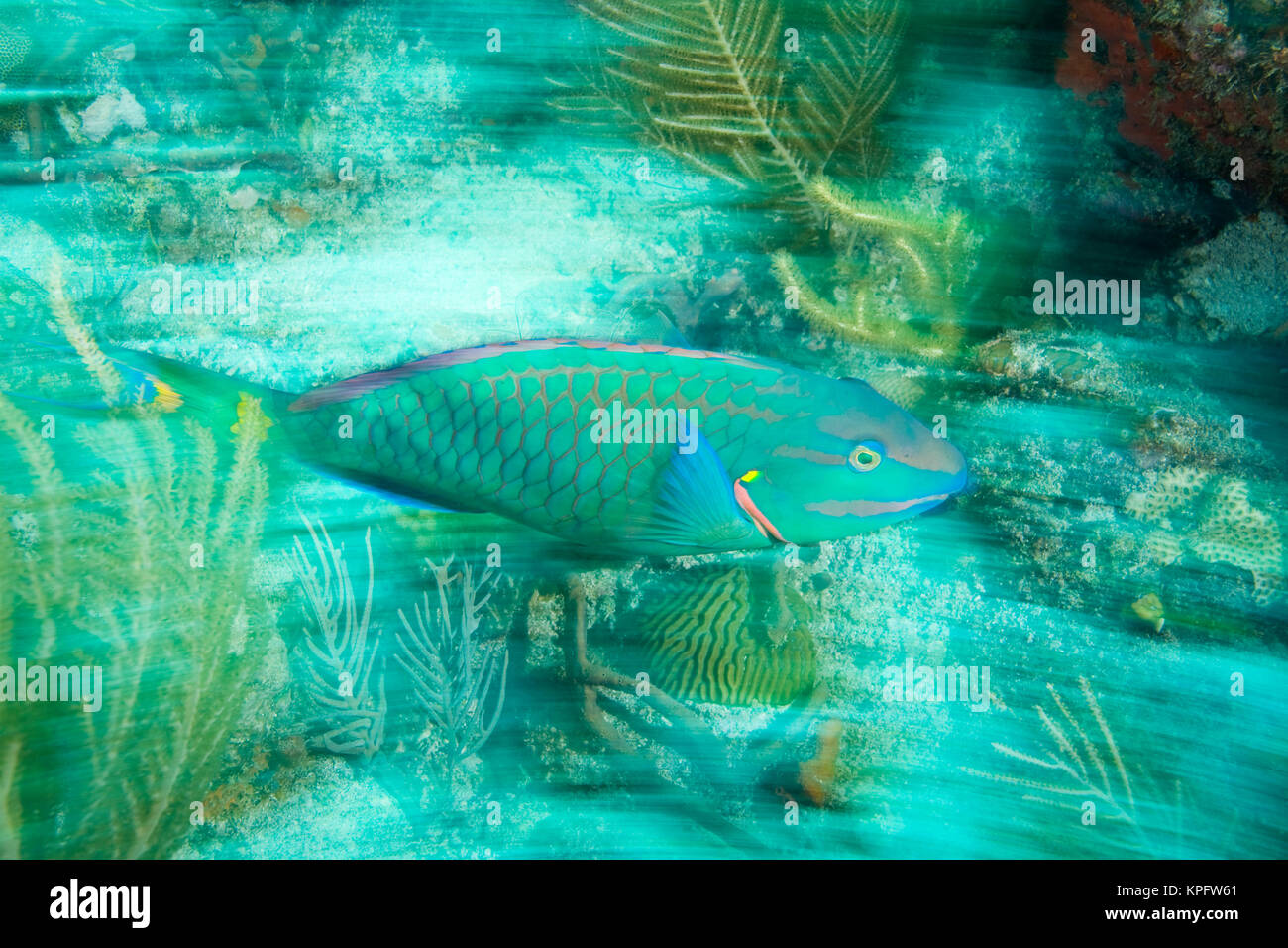 Bremsleuchte, Papageienfische (Sparisoma viride), Virgin Gorda Island, British Virgin Islands, Karibik Stockfoto