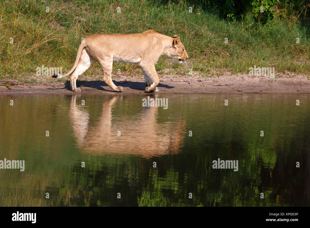 Löwin Stockfoto