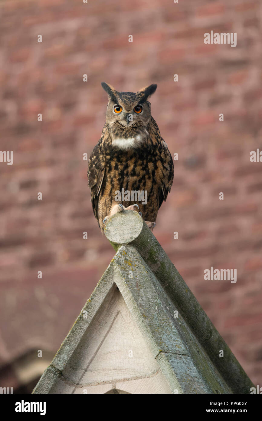 Uhu (Bubo bubo) erwachsenen Mann, hocken, sitzen auf einer Kirche Giebel, in städtischen Umgebung, in direkter Augenkontakt, Wildlife, Europa. Stockfoto
