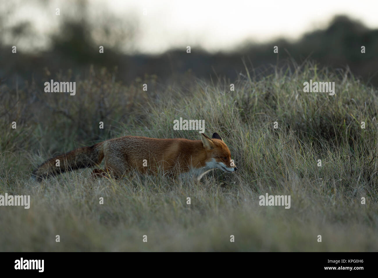 Red Fox/Rotfuchs (Vulpes vulpes) Jagd im Grasland, spät am Abend, in der Nacht, in der Dämmerung, geheimnisvoll, voller Körper, Seitenansicht, Wildlife, Europa Stockfoto