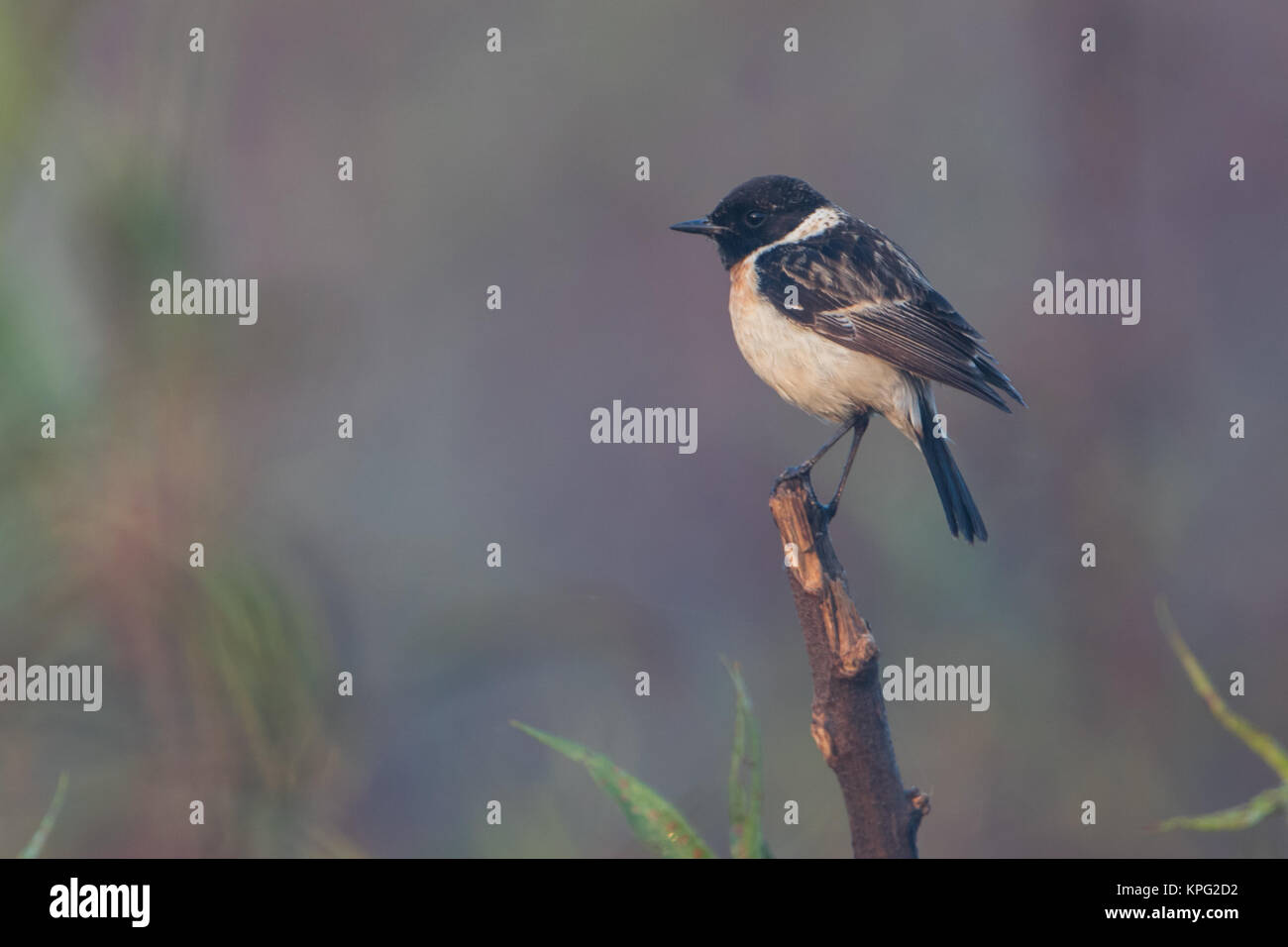 Die sibirische Schwarzkehlchen oder asiatischen Schwarzkehlchen (Saxicola maurus) im Winter morgens in Pune, Indien Stockfoto