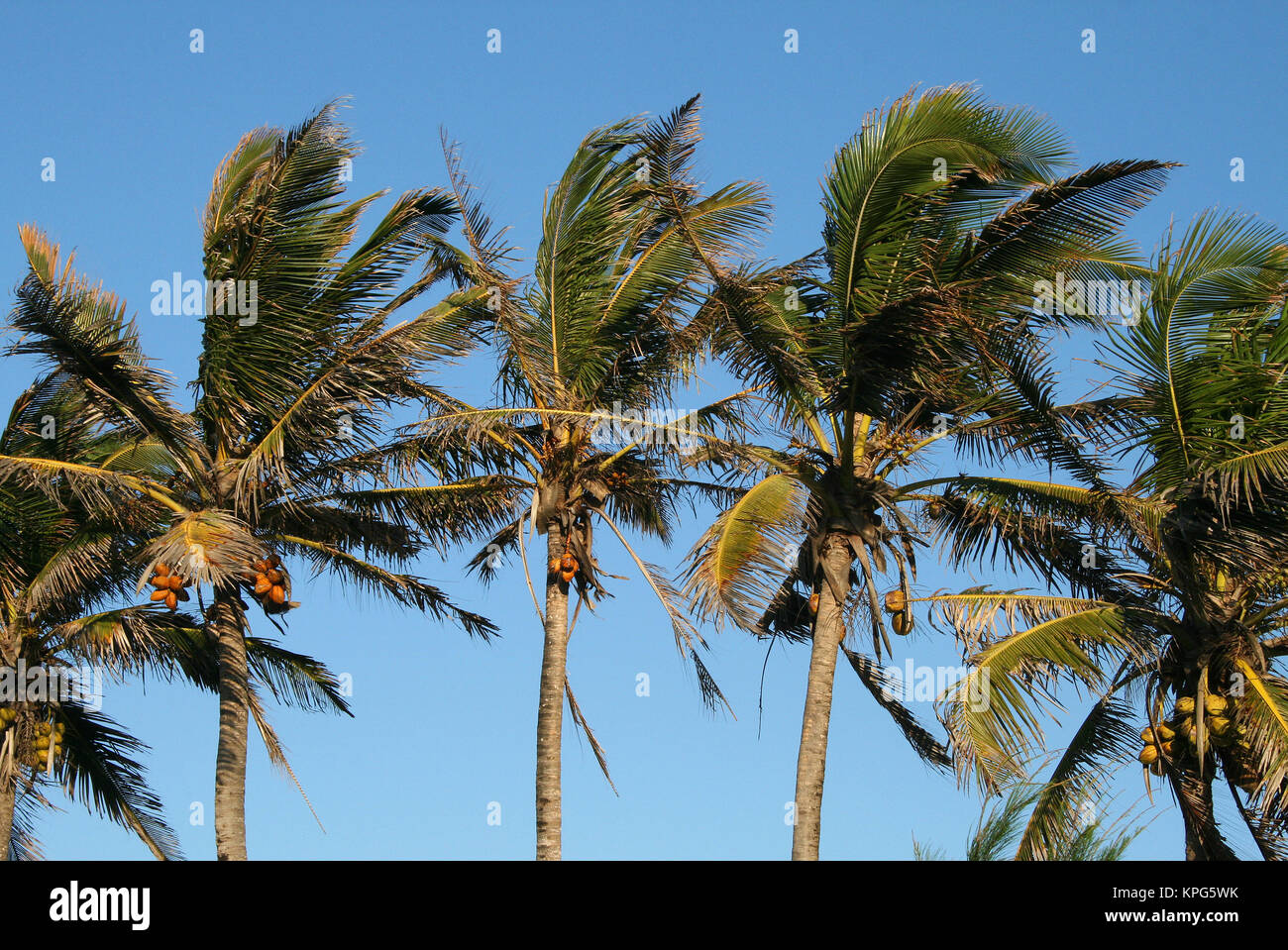 Mosambik, Kokospalmen mit Früchten in Ponta Do Ouro Stockfoto