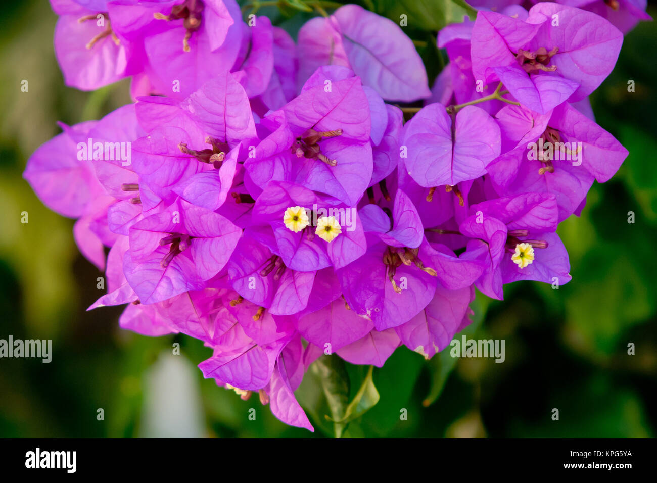 Bougainvillea bloom Fotos und Bildmaterial in hoher Auflösung Alamy