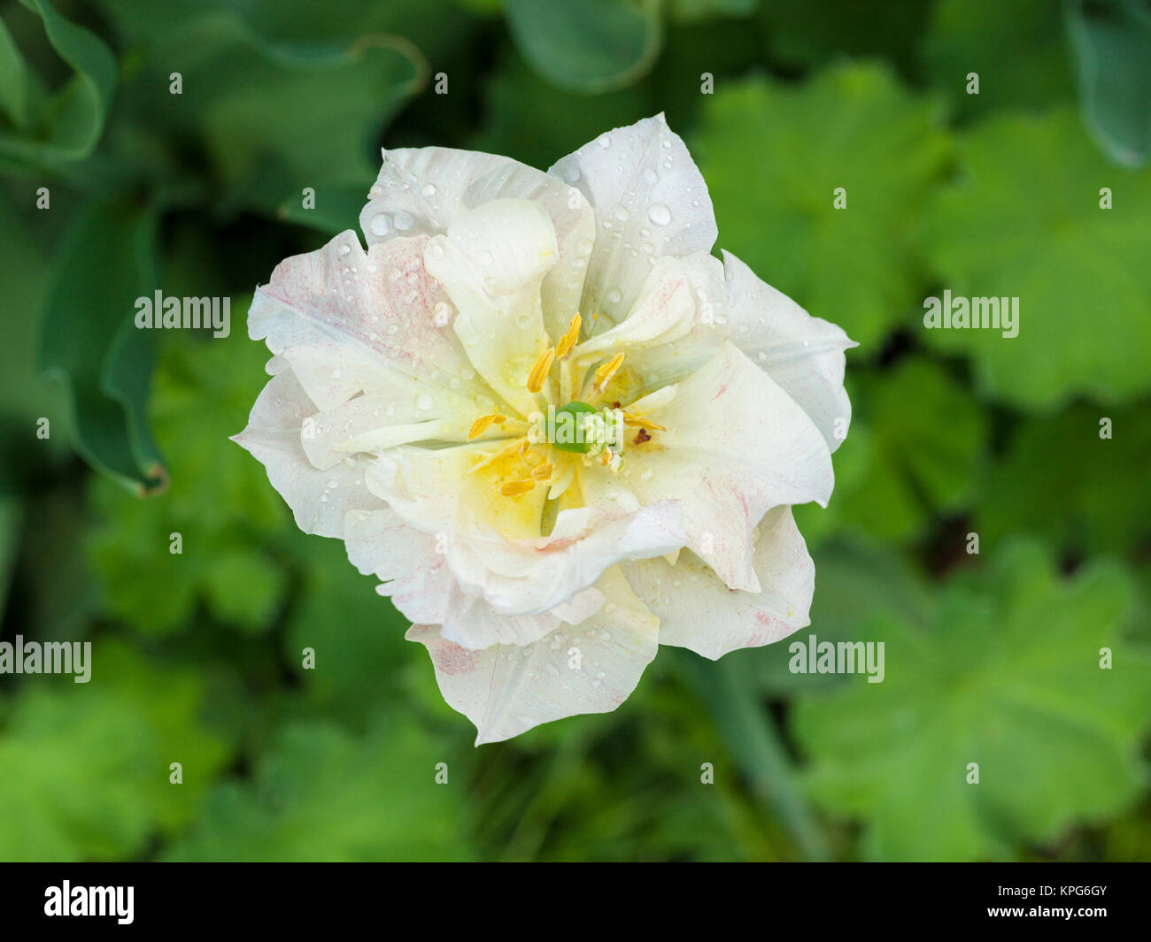 Hohe Betrachtungswinkel der weißen Doppel späte Tulpe, auch als Pfingstrose Tulip, mit regen Tropfen Stockfoto