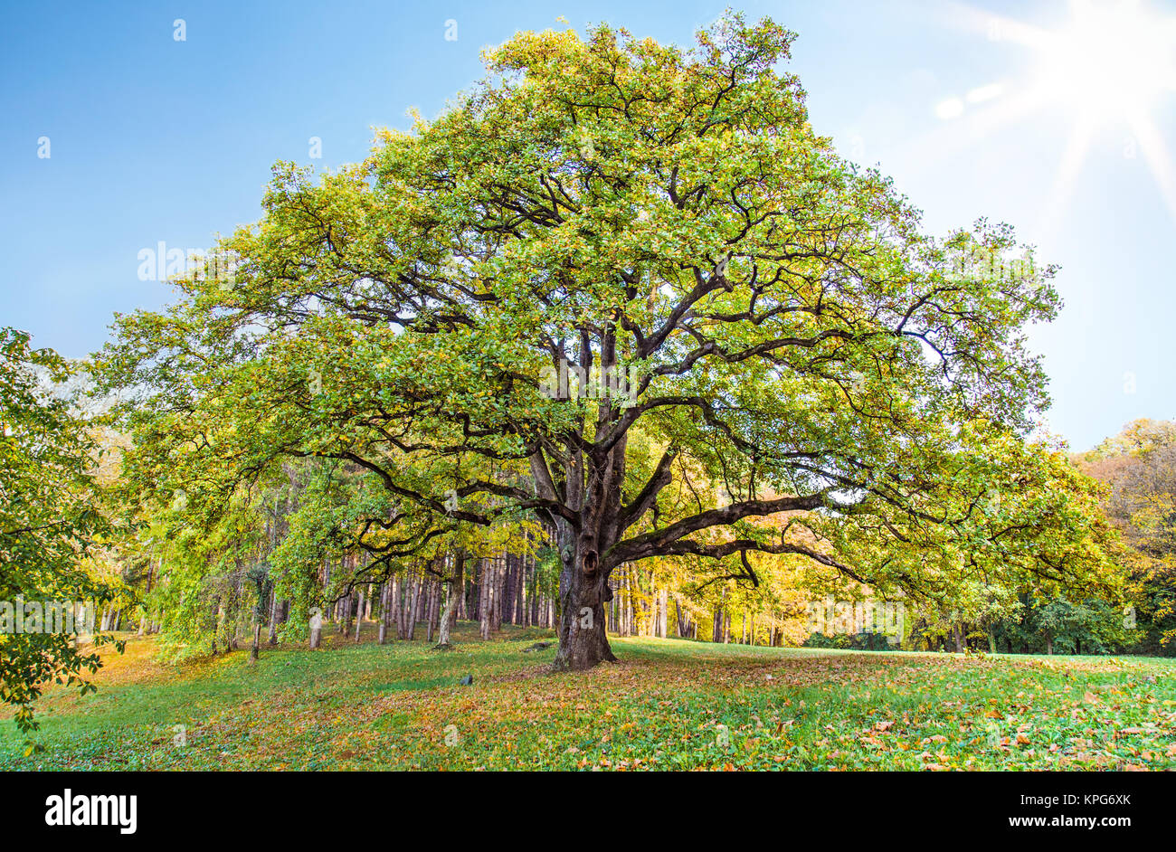 Alte einsame Eiche Baum im Park gegen den blauen Himmel mit Sonne in Serbien. Stockfoto