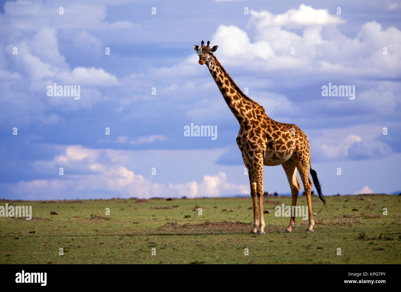 Kenia, Masai Mara Game Reserve. Kenianische Giraffe (Giraffe camelopardalis tippelskirchi) Stockfoto