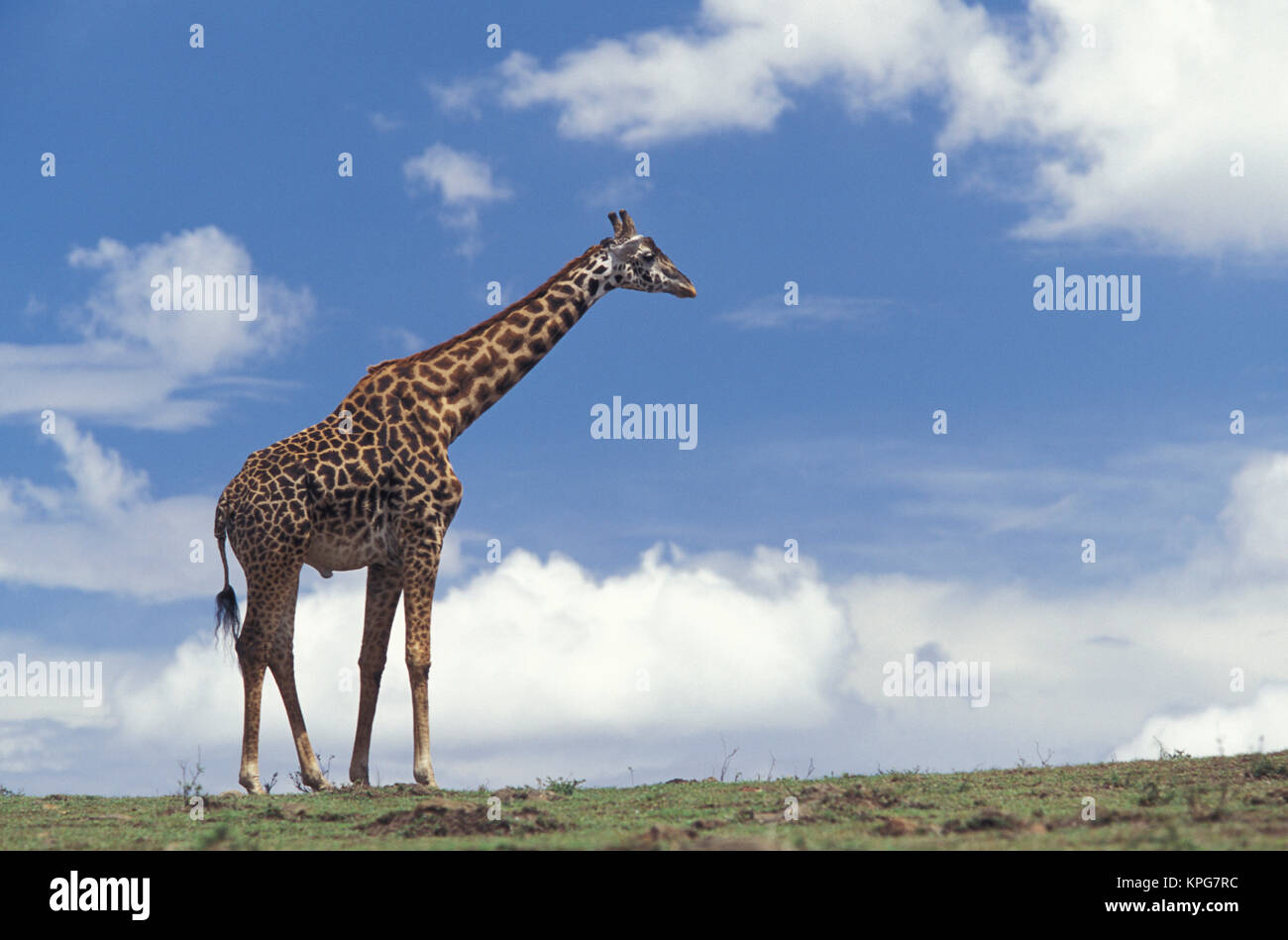 Kenia, Masai Mara Game Reserve. Kenianische Giraffe (Giraffe camelopardalis tippelskirchi) Stockfoto