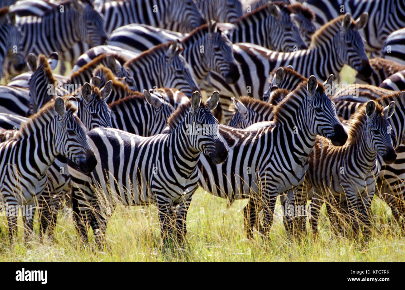Kenia, Masai Mara Game Reserve. Große Herde Burchell's Zebra Vorbereitung Mara Fluss zu überqueren Stockfoto