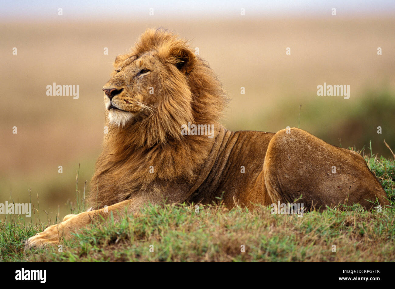 Kenia, Masai Mara. Erwachsene männliche Löwe auf termite Damm (Panthera leo) Stockfoto