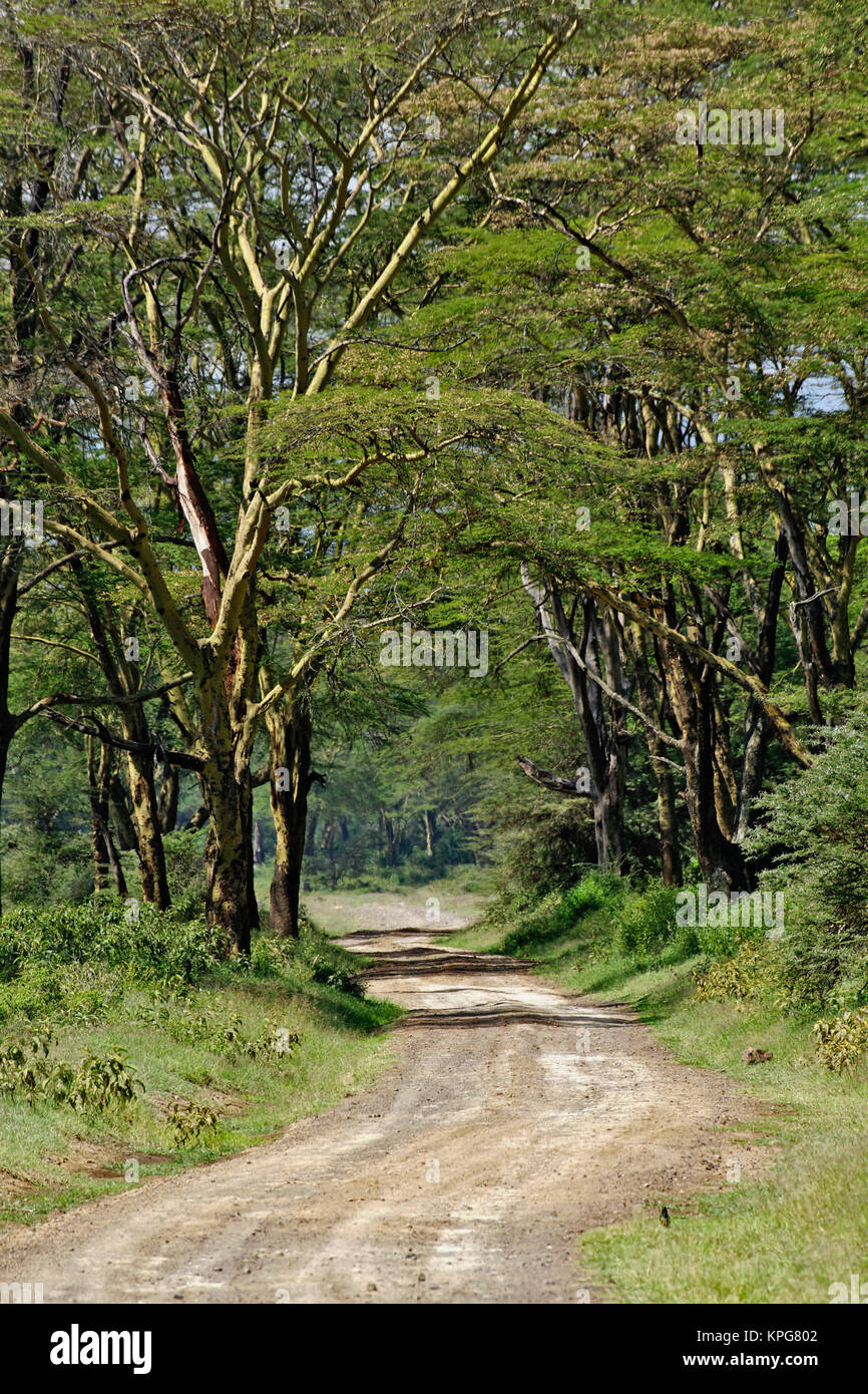 Straße unter Gelbfieber Akazie, Lake Nakuru, Kenia Stockfoto
