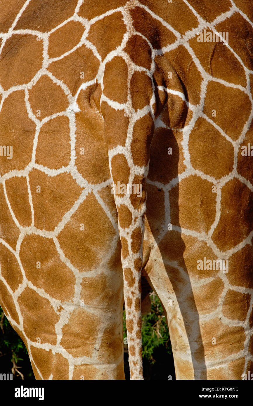 Netzgiraffe Haut Muster am hinteren Ende, Giraffe camelopardalis reticulata, Samburu Game Reserve, Kenia Stockfoto