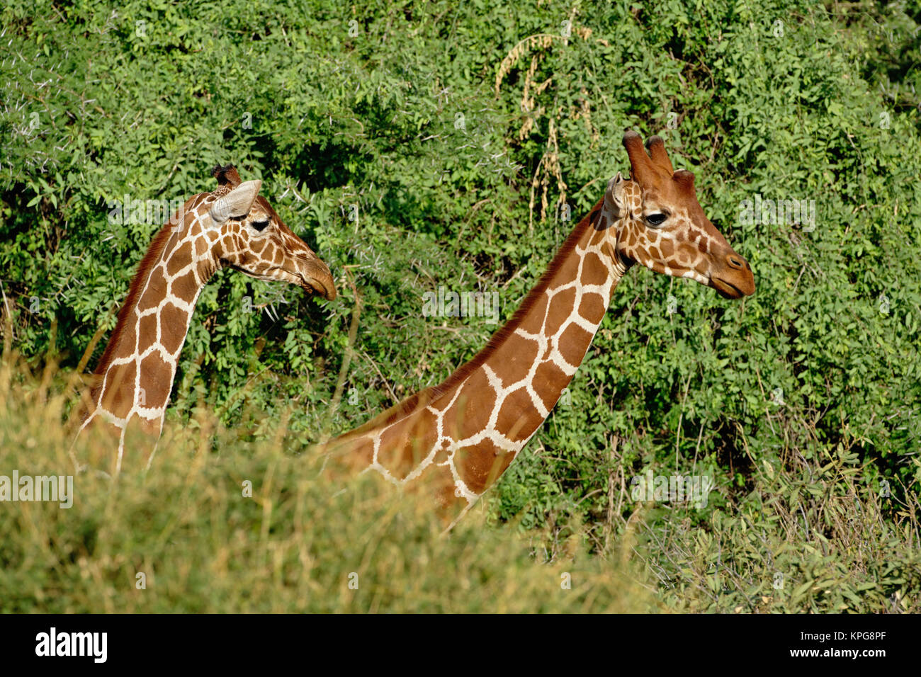 Netzgiraffen, Giraffe camelopardalis reticulata, Samburu Game Reserve, Kenia Stockfoto