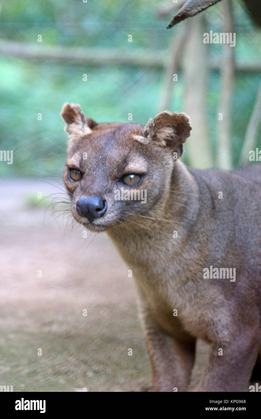 Der größte Fleischfresser in Madagaskar, zu einem Mungo ergänzende Stockfoto