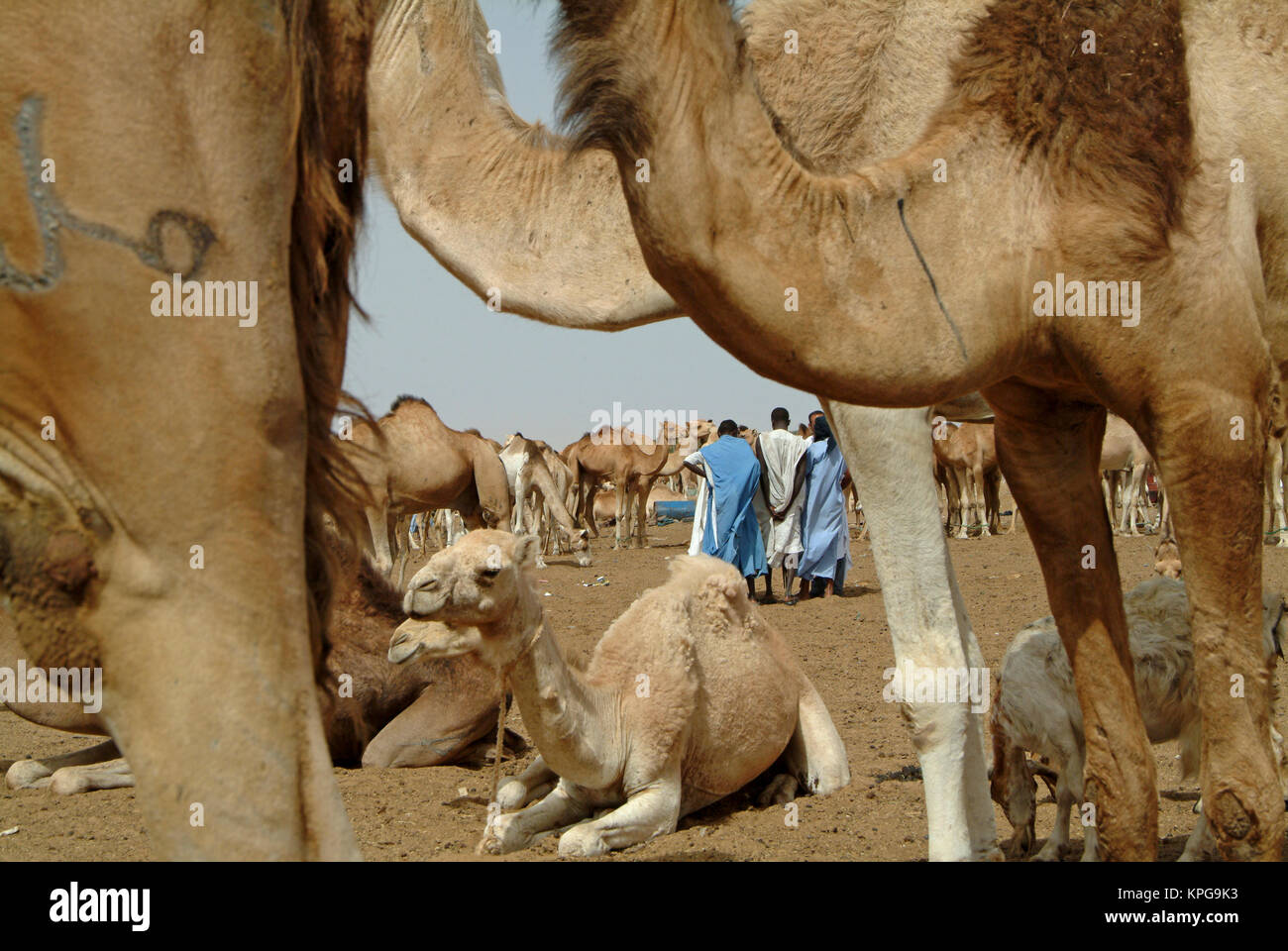 Mauretanien, Nouakchott, Dromedare in der Tiere Markt Stockfoto