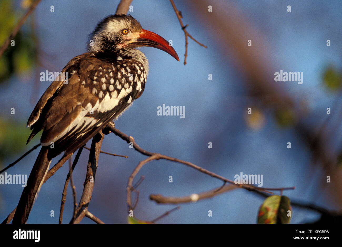 Simbabwe Hwange National Park. Red-billed Hornbill Stockfoto