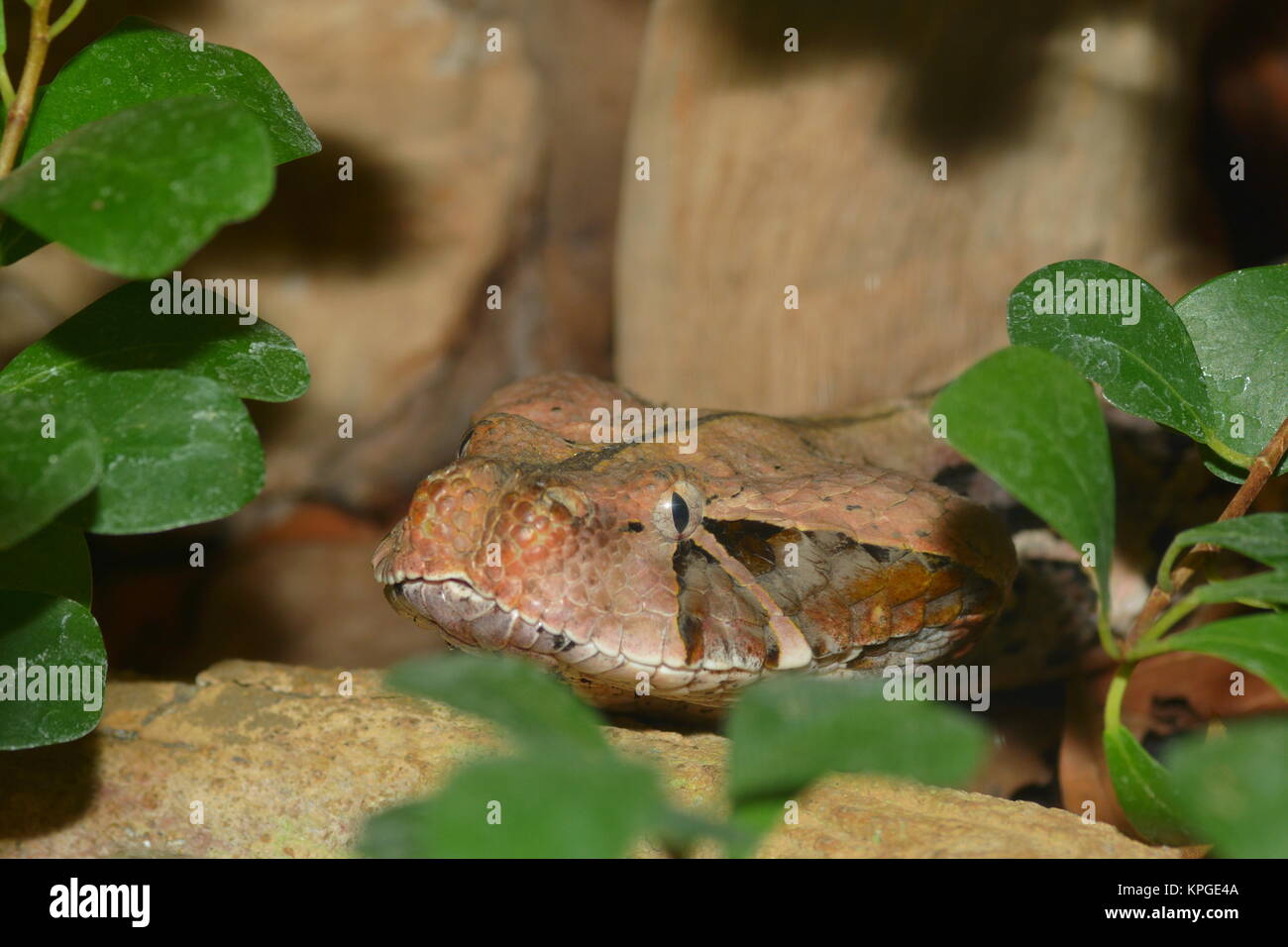 Gabonviper Stockfoto