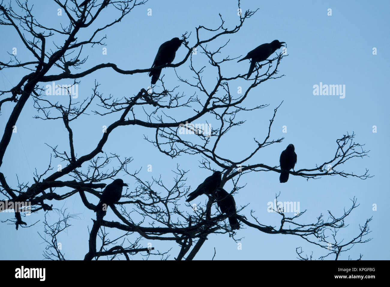 Krähen sitzen in Laubbaum im Winter Stockfoto