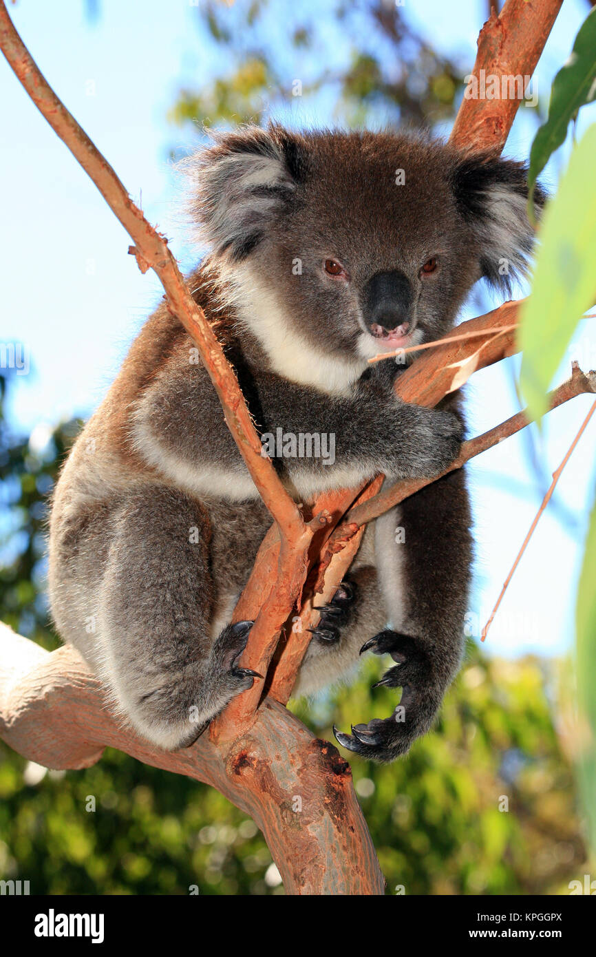 Koalabär beim Klettern in einem Baum. Stockfoto