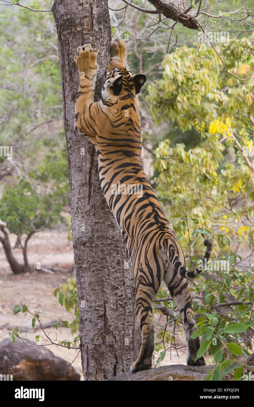 17 Monate alten Bengal Tiger Cub scratch Kennzeichnung Baum, am frühen Morgen, Trockenzeit Stockfoto