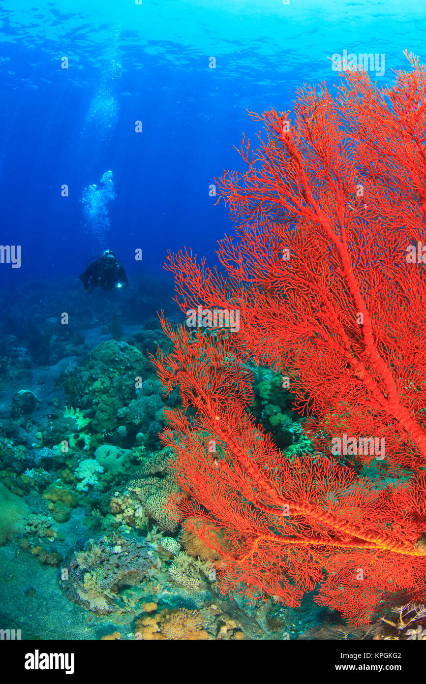 Scuba Diver, leuchtend roten Meer Fans (Melithaea sp,), Komba Insel, Flores, Indonesien Stockfoto