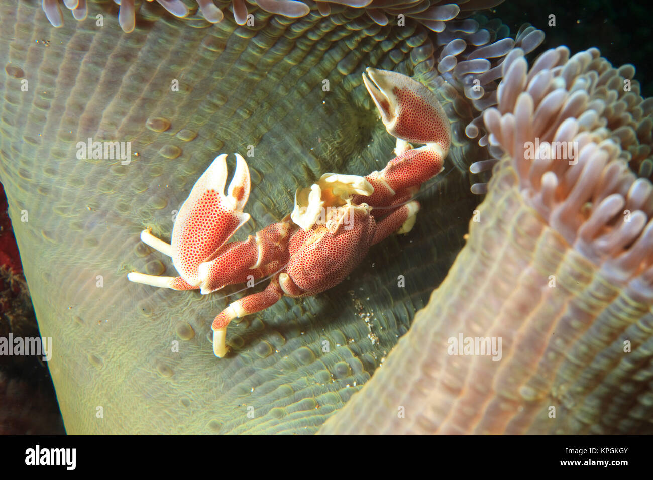 Anemone Crab (Neopetrolisthes ohshimai), Insel Lembata Wasserstraße zwischen Timor Sea und Flores, Indonesien Stockfoto