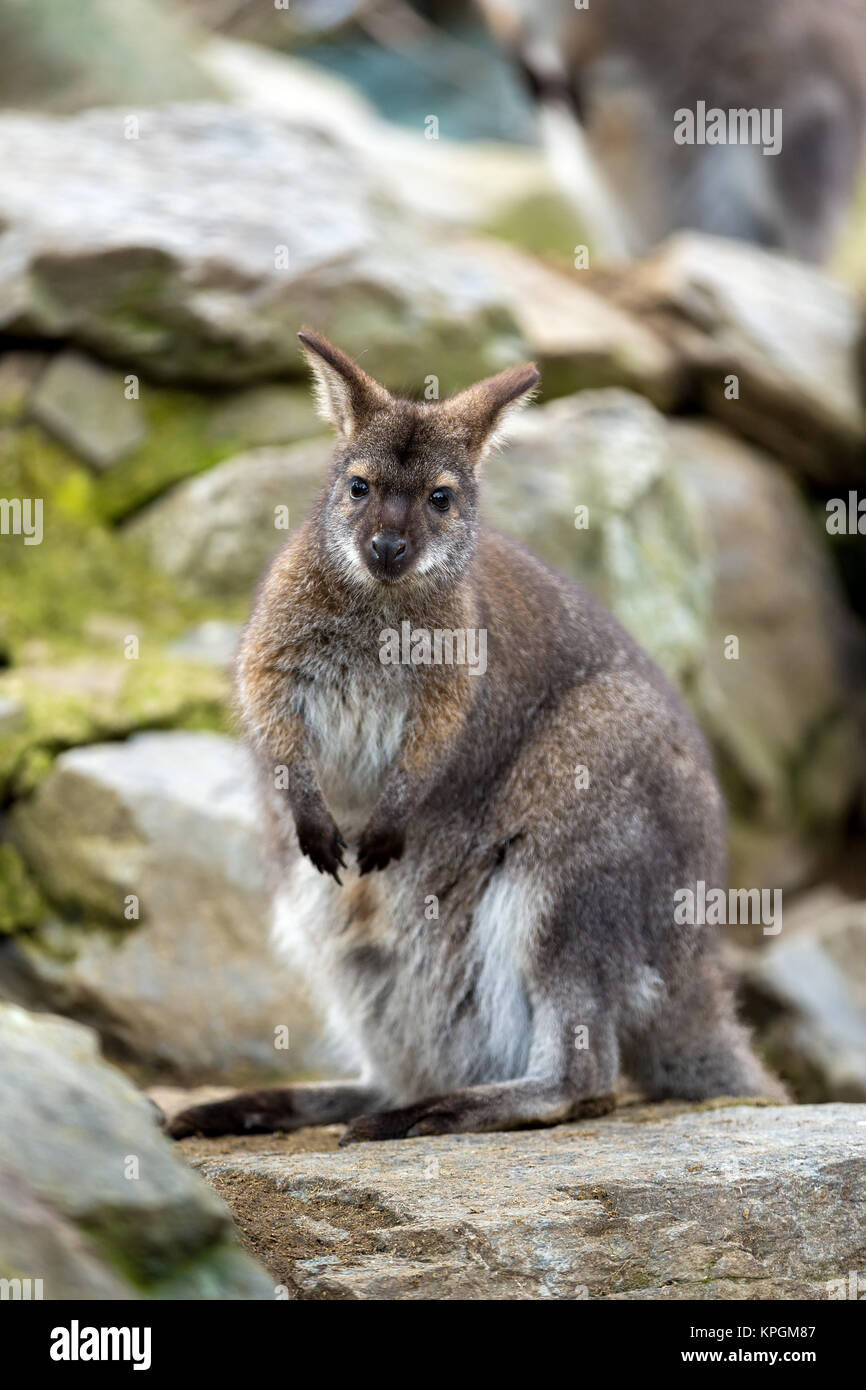 Nahaufnahme einer Rot-necked Wallaby Stockfoto