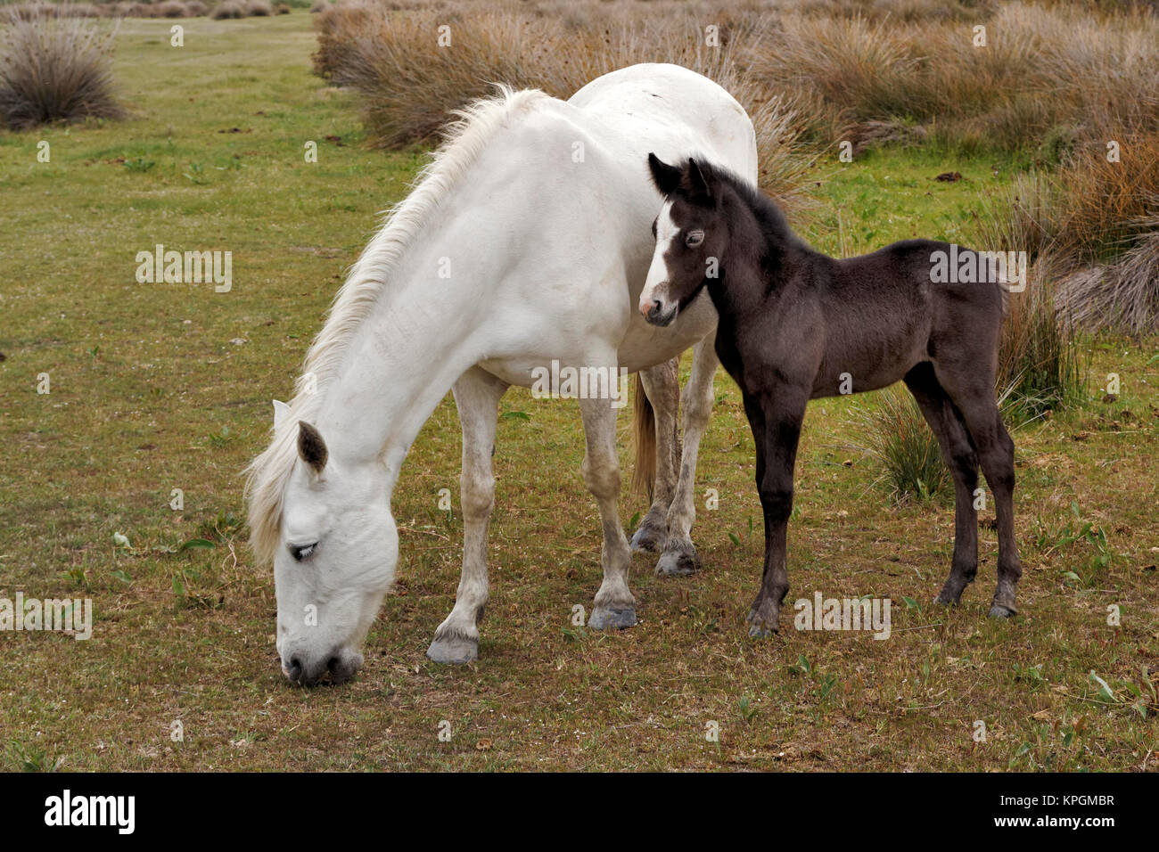 Camargue Pferdefohlen, Südfrankreich Stockfoto