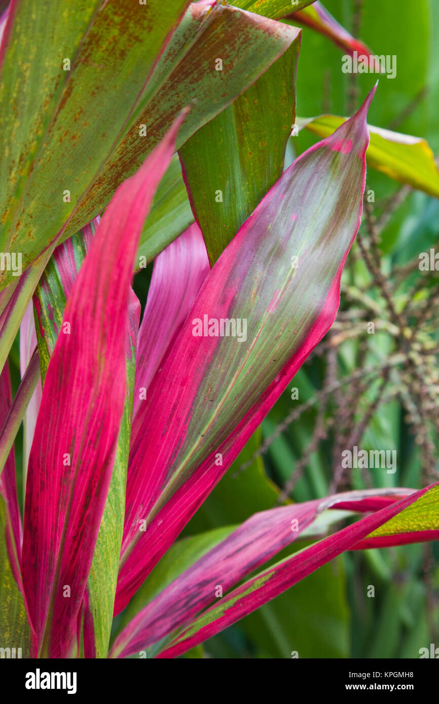 Frankreich, La Reunion, East Reunion, Piton Ste-Rose, Blätter von der Croton-Pflanze, Codiaeum Variegatum, euphorbiaceae Stockfoto