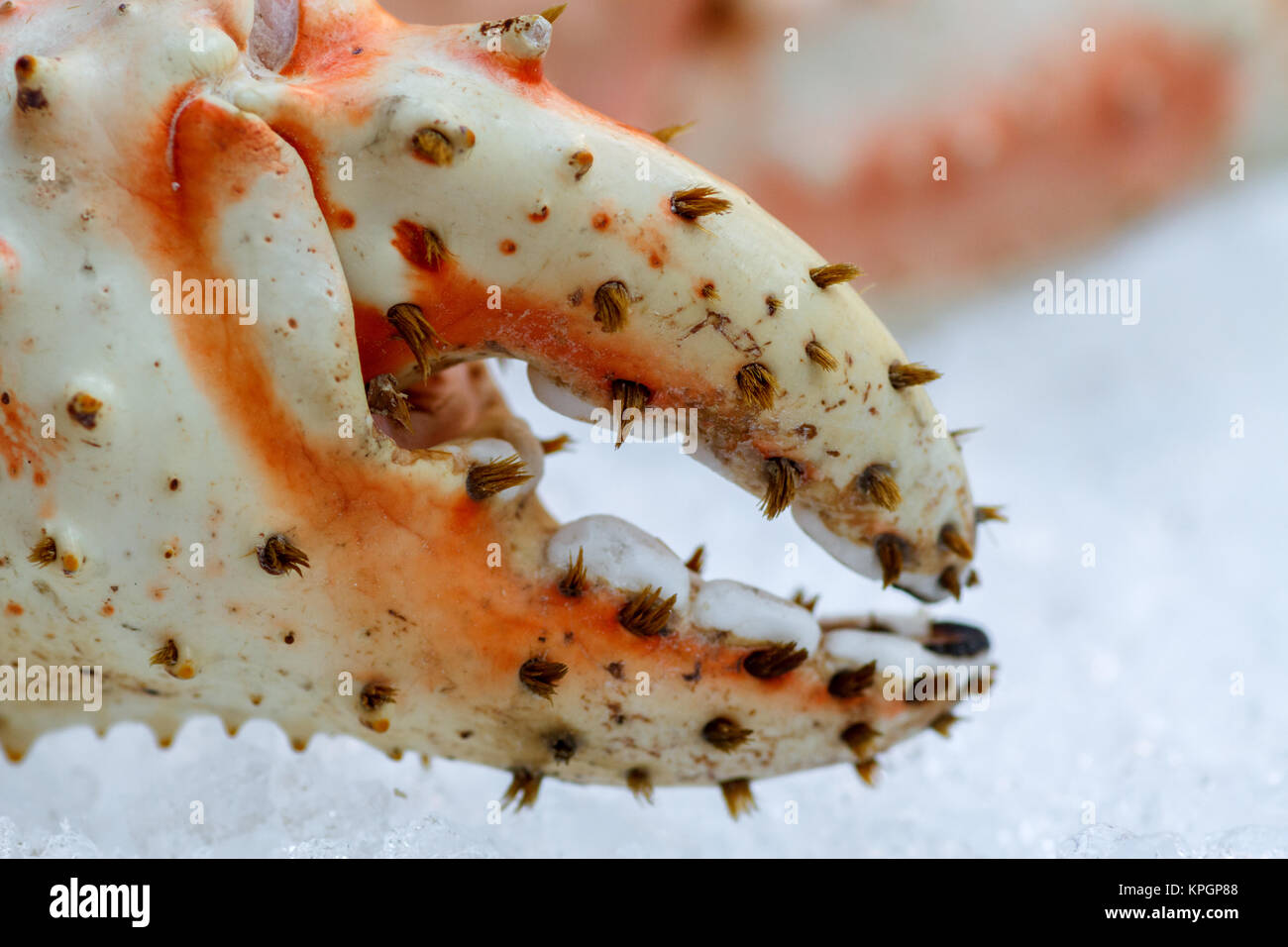 Crab Claw im Eis liegen. Close-up Stockfoto