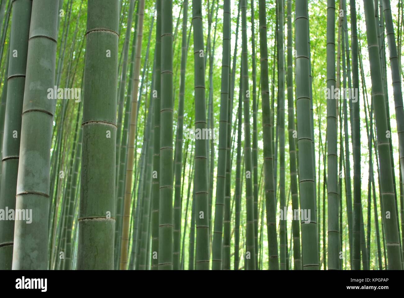 Niedrige Schuß von dichten Bamboo Grove, Symbol für Umwelt- und Luftverschmutzung, der Bambus Industrie, und die Erhaltung der Erde. Auch geeignet für Konzepte Stockfoto