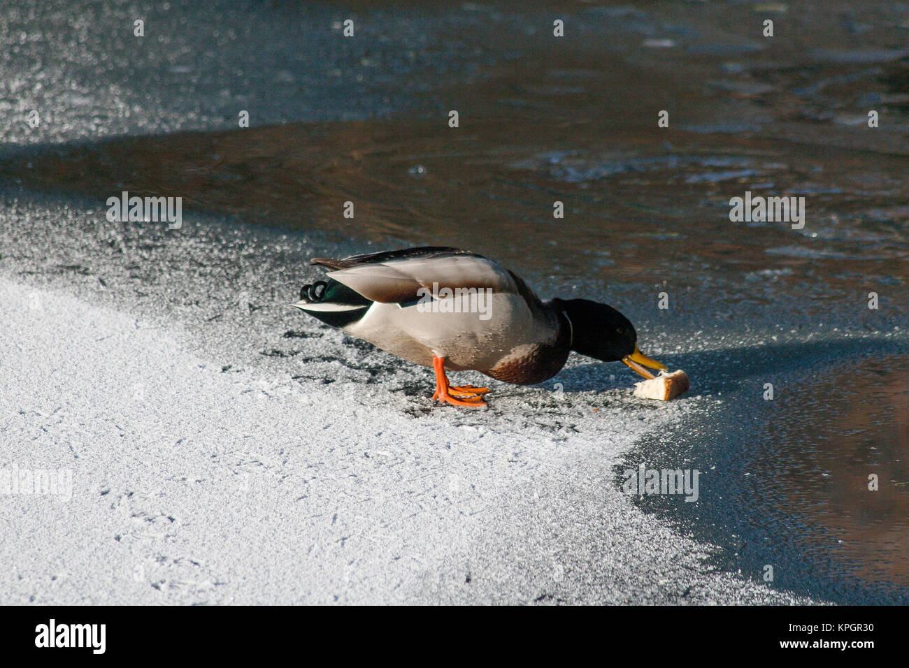 In den Enten auf dem zugefrorenen Teich im Phoenix Park in Dublin Geschneit auf einem schönen Wintermorgen am ersten Tag des Neuen Jahres 2010 Stockfoto