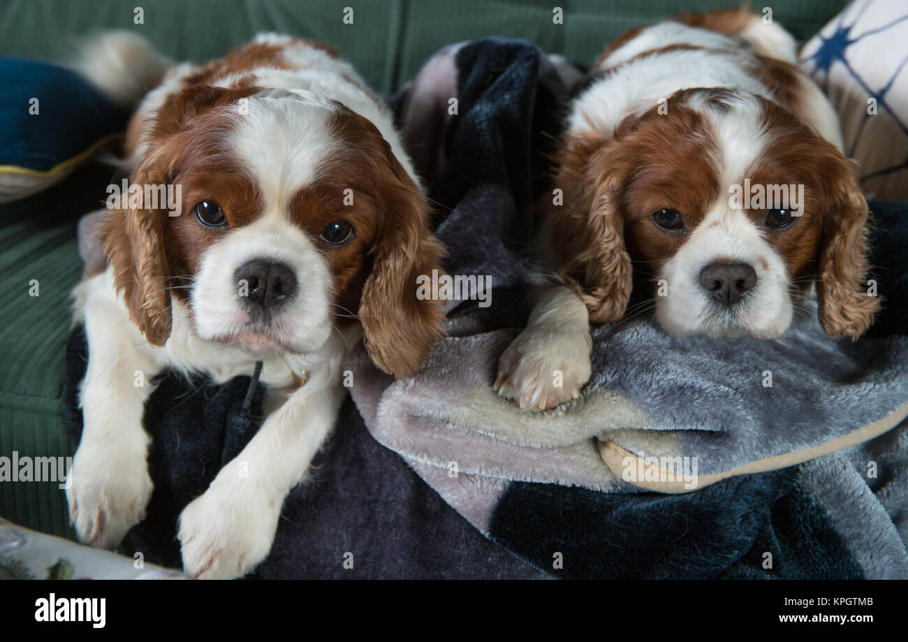 Cavalier King Charles Spaniel hunde posieren. Stockfoto