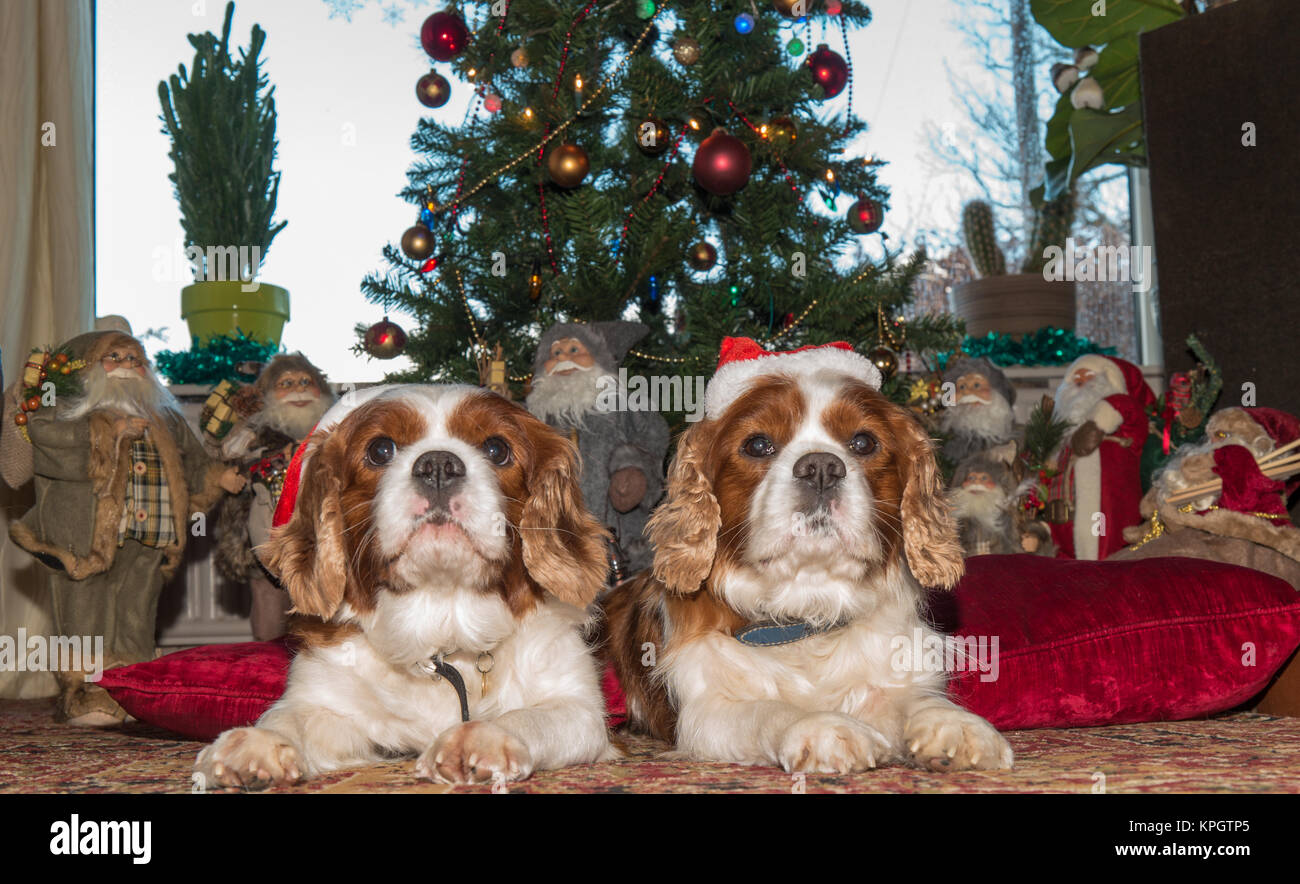 Cavalier King Charles Spaniel hunde Vor einem Weihnachtsbaum mit Hüten und viele Weihnachtsmänner. Stockfoto
