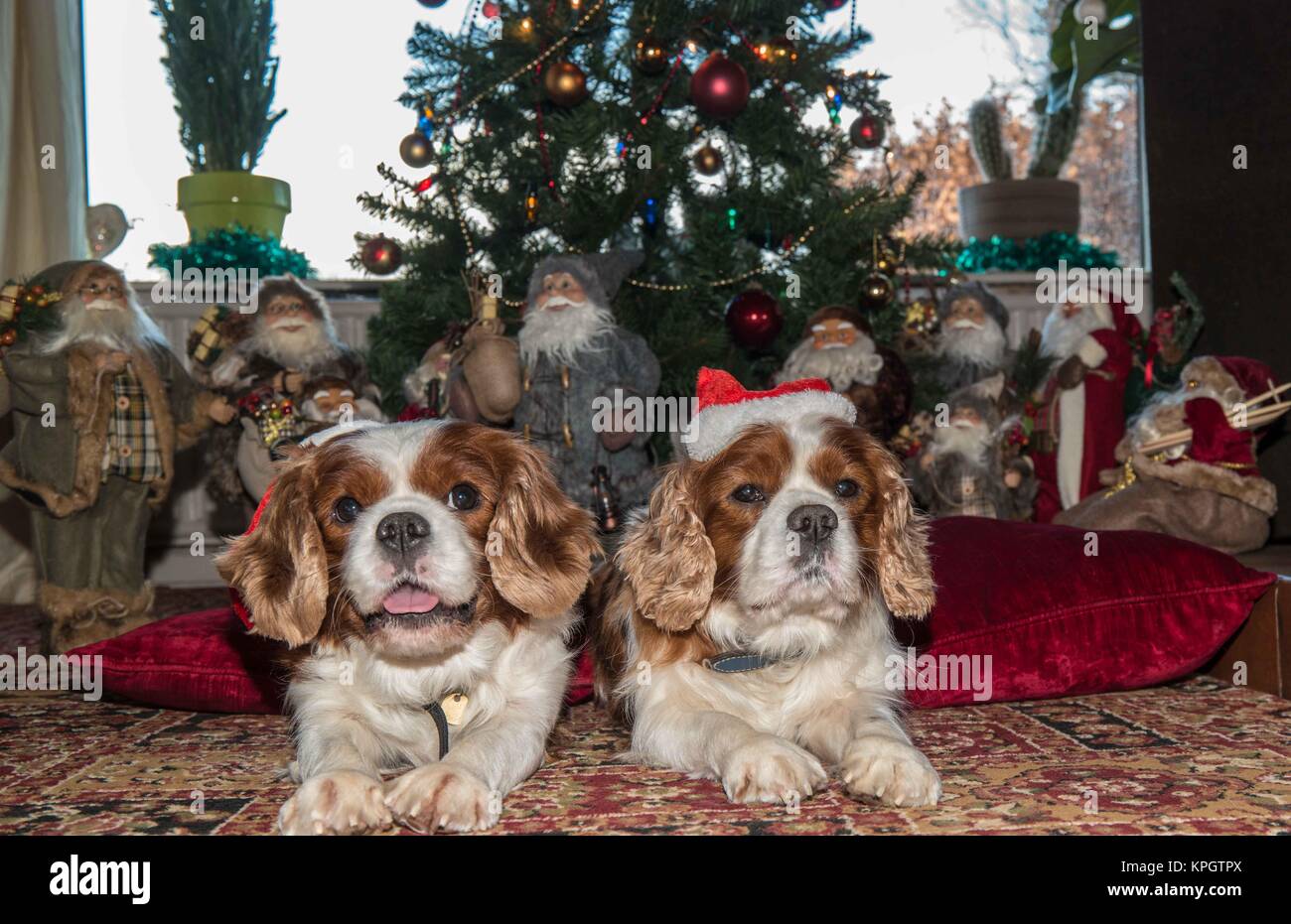 Cavalier King Charles Spaniel hunde Vor einem Weihnachtsbaum mit Hüten und viele Weihnachtsmänner. Stockfoto