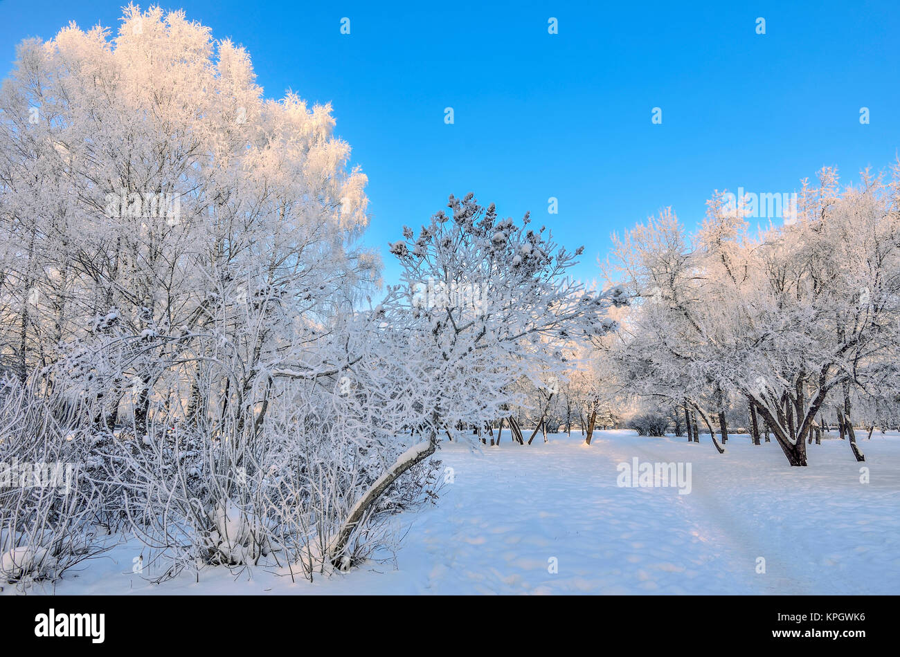 Schönheit der winterlichen Landschaft in Snowy Park am sonnigen Tag. Wunderland mit weißen Schnee und Raureif bedeckt Bäume und Sträucher im Sonnenlicht - schöne Winte Stockfoto