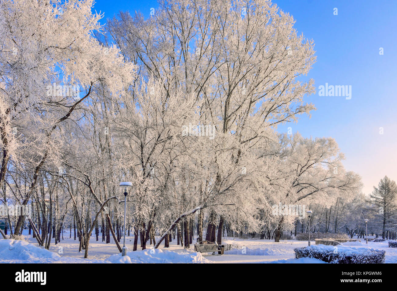 Holzbank auf der Allee der Winter City Park am sonnigen Tag unter den Zweigen der Bäume Raureif bedeckt - schöne urbane Winterlandschaft Stockfoto