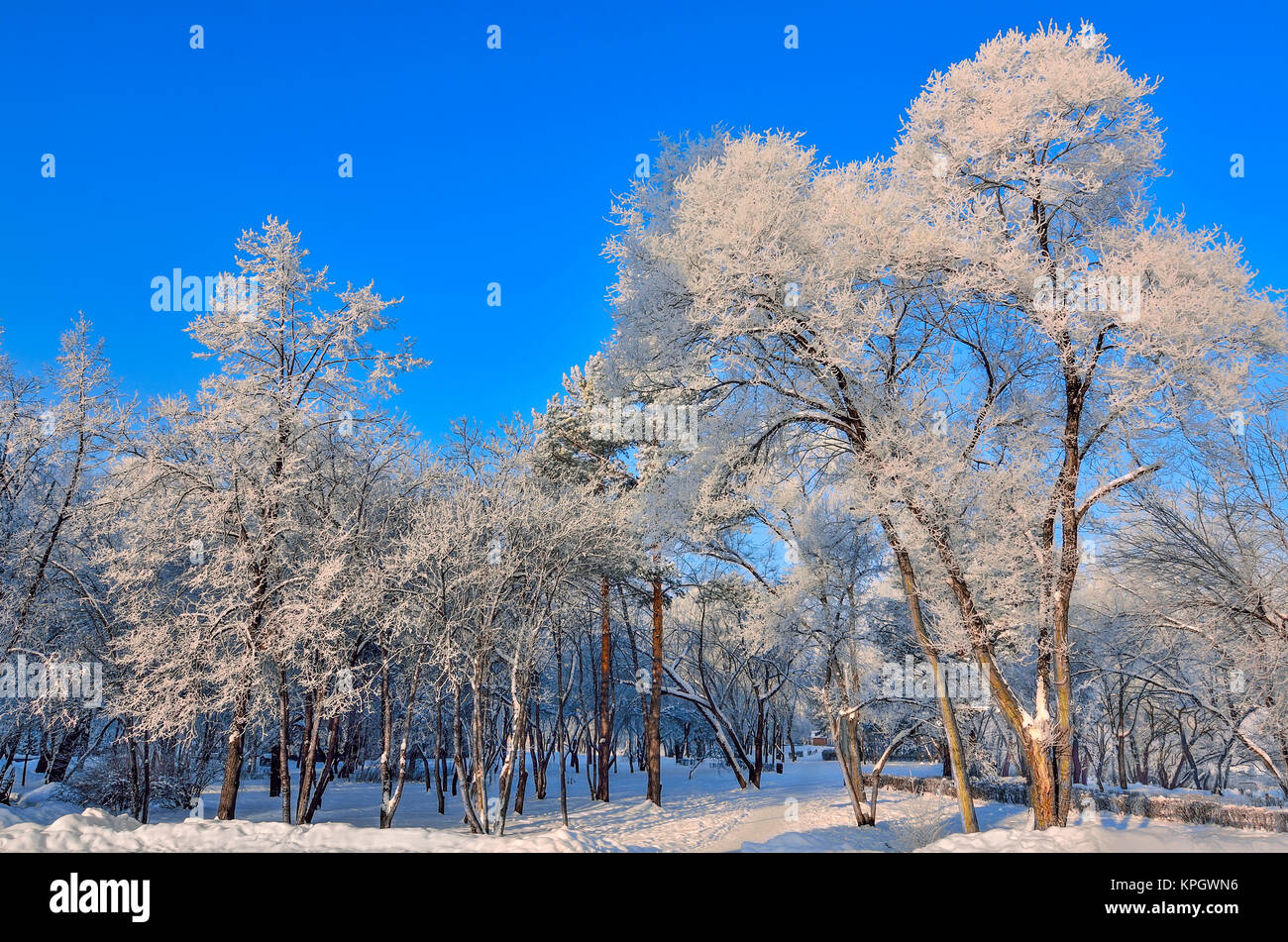 Schönheit der winterlichen Landschaft in Snowy Park am sonnigen Tag. Wunderland mit weißen Schnee und Raureif bedeckt Bäume und Sträucher im Sonnenlicht - schöne Winte Stockfoto