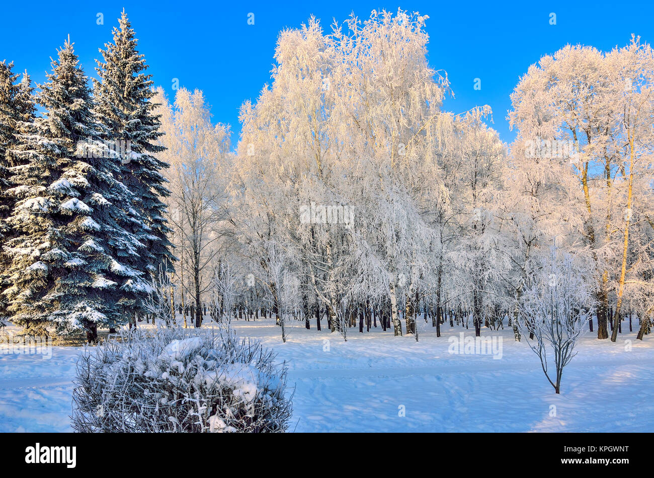 Schönheit der winterlichen Landschaft in Snowy Park am sonnigen Tag. Wunderland mit weißen Schnee und Raureif bedeckt Birken und Tannen im Sonnenlicht - Schöne w Stockfoto