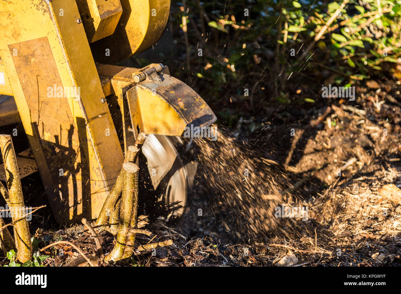 Ein stumpfhäcksler schleift entfernt den Stumpf eines alten Hazel tree ein Nachwachsen der Haare zu verhindern. Stockfoto