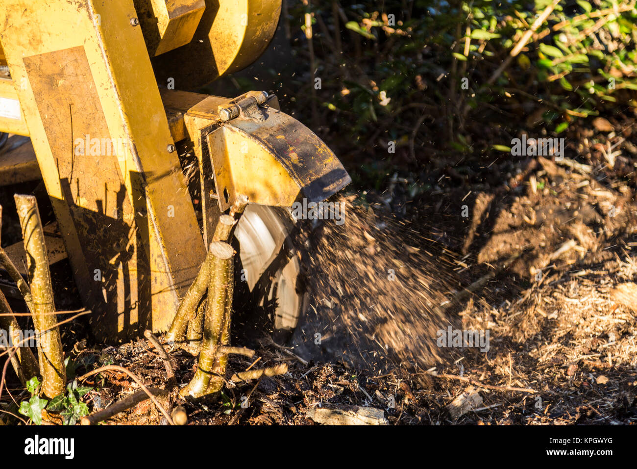 Ein stumpfhäcksler schleift entfernt den Stumpf eines alten Hazel tree ein Nachwachsen der Haare zu verhindern. Stockfoto