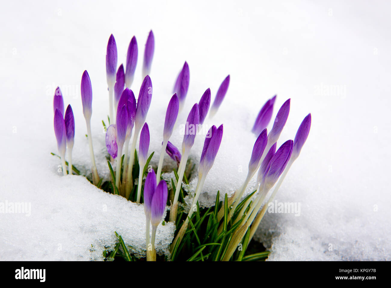 Die ersten Krokusse im Schnee Garten. violette Krokusse im Garten